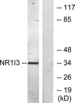 MB67 antibody