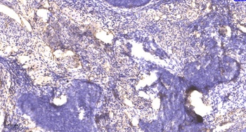 Rec8 rabbit pAb Antibody