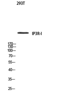 IP3R-I rabbit pAb Antibody
