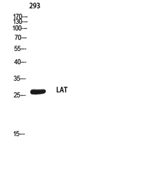 LAT rabbit pAb