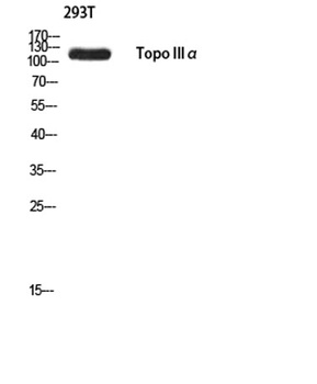 Topo III alpha antibody