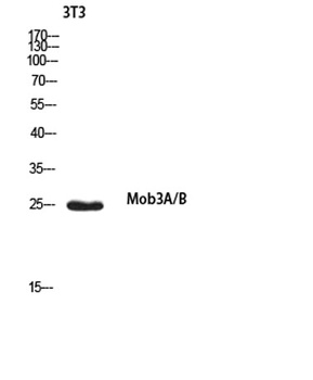 Mob3A/B rabbit pAb
