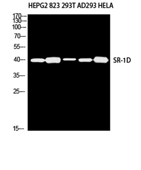 SR-1D antibody