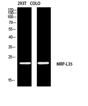 MRP-L35 rabbit pAb