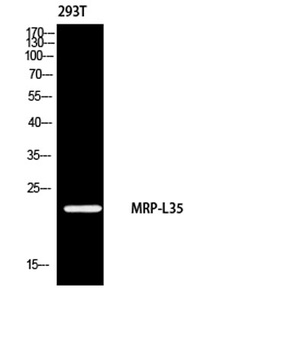 MRP-L35 rabbit pAb Antibody