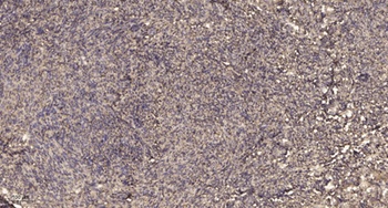 MRP-L35 rabbit pAb Antibody