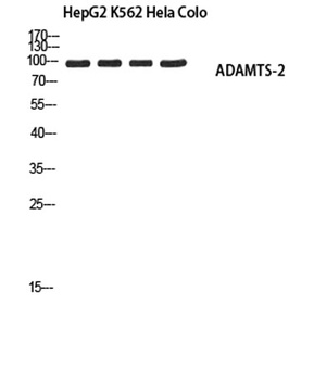 ADAMTS-2 antibody