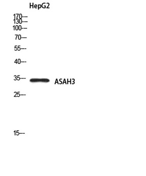 ASAH3 antibody