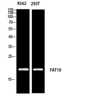 FAT10 rabbit pAb