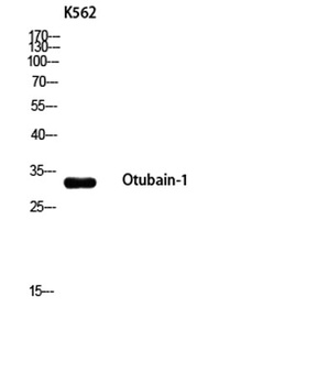 Otubain-1 antibody