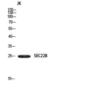 SEC22B rabbit pAb
