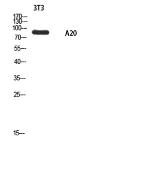 A20 antibody