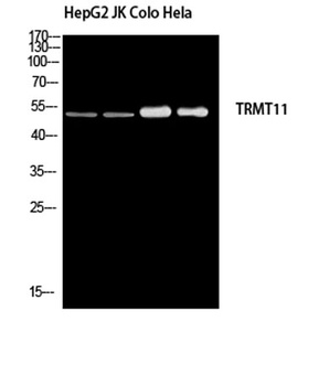 TRMT11 antibody