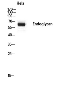 Endoglycan antibody