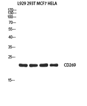 CD269 antibody