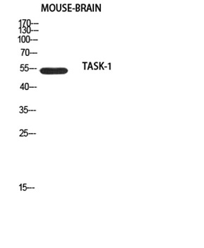 TASK-1 rabbit pAb Antibody