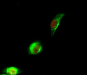 p300 antibody