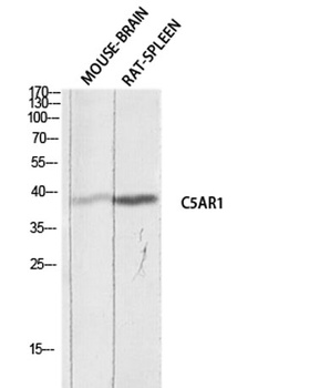 CD88 antibody