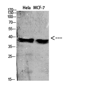 CD88 rabbit pAb Antibody