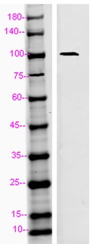 CD107b antibody