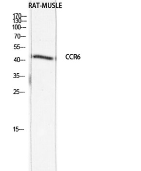 CKR-6 antibody