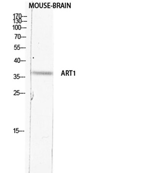 CD296 antibody