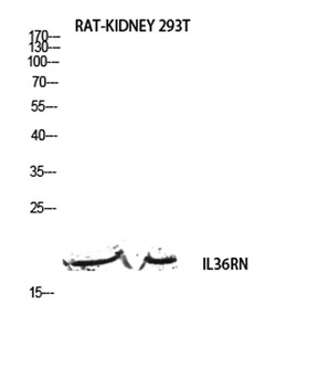 IL-1F5 rabbit pAb