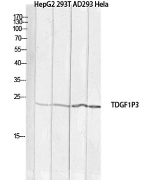 Cripto-3 rabbit pAb Antibody
