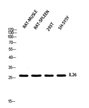 IL26 antibody