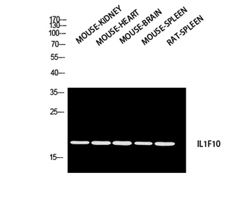 IL1F10 antibody
