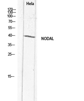 Nodal rabbit pAb