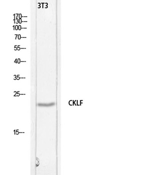 C32 rabbit pAb Antibody