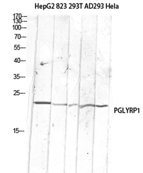 PGLYRP1 antibody