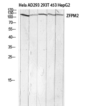 FOG-2 antibody