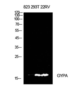 CD235a antibody