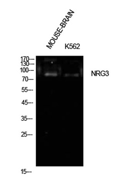 Neuregulin-3 rabbit pAb