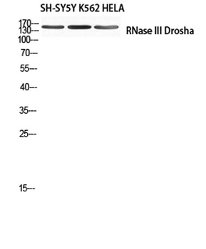 RNase III Drosha antibody