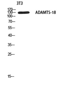 ADAMTS-18 rabbit pAb