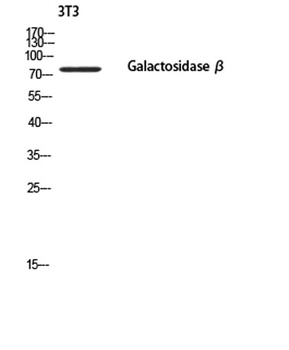Galactosidase beta antibody