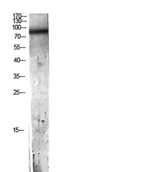 C7 antibody