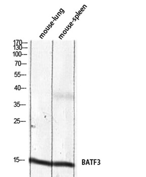 BATF3 antibody