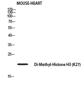 Histone H3 (Di Methyl Lys27) rabbit pAb