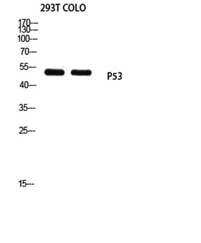 p53 (Mono-Methyl-Lys370) antibody