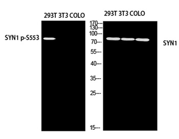 Synapsin-1 (phospho Ser553) rabbit pAb