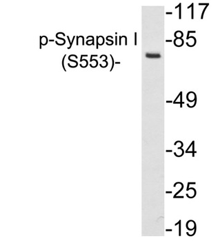 Synapsin-1 (phospho Ser553) rabbit pAb Antibody