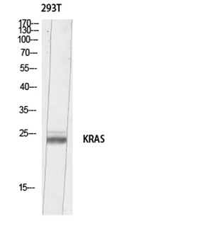 K-Ras rabbit pAb