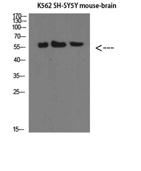 E-selectin antibody