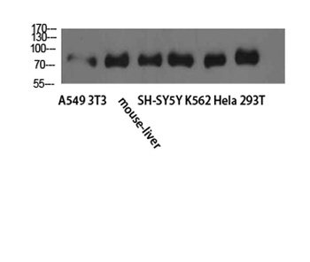 TLE1/2/3/4 antibody