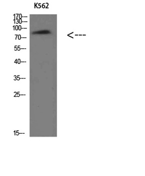 Villin antibody