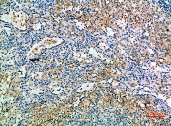 CD238 antibody